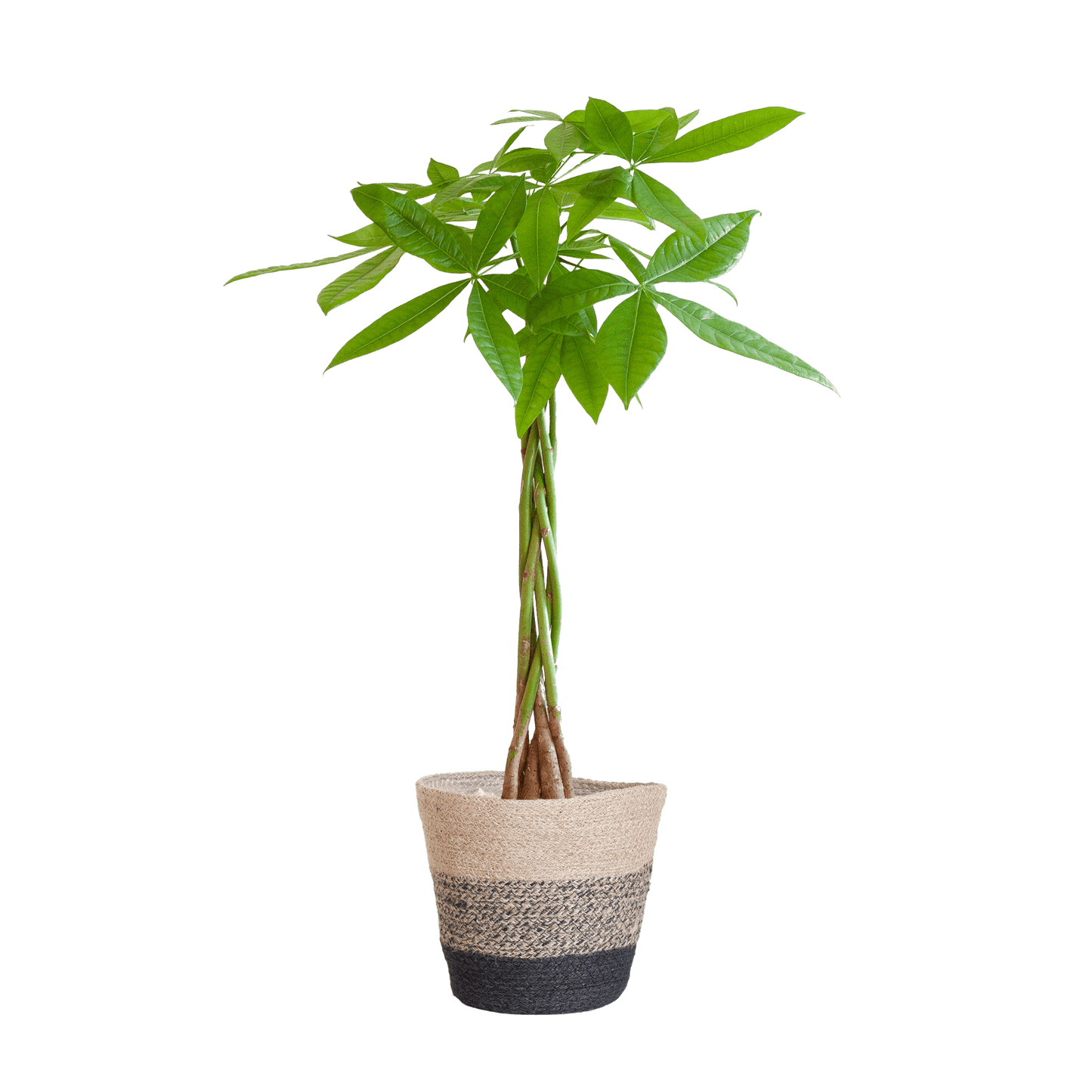 Pachira Aquatica mit Pflanzkorb Lissabon Schwarz - 80cm - Ø21 - Botanic-Vibes