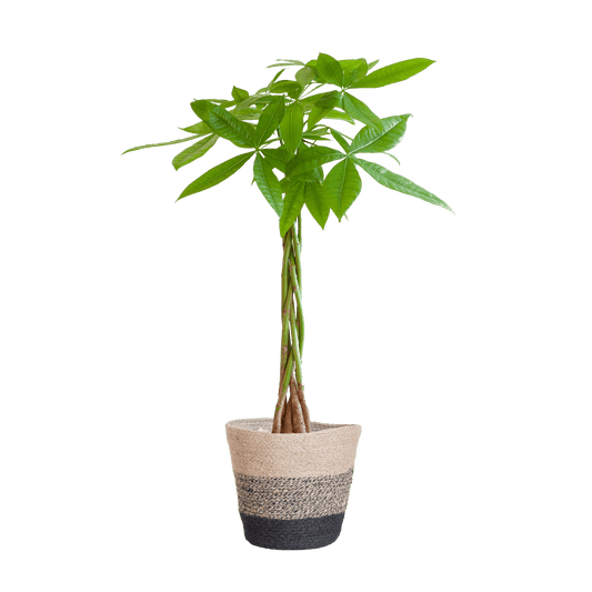 Pachira Aquatica mit Pflanzkorb Lissabon Schwarz - 80cm - Ø21 - Botanic-Vibes