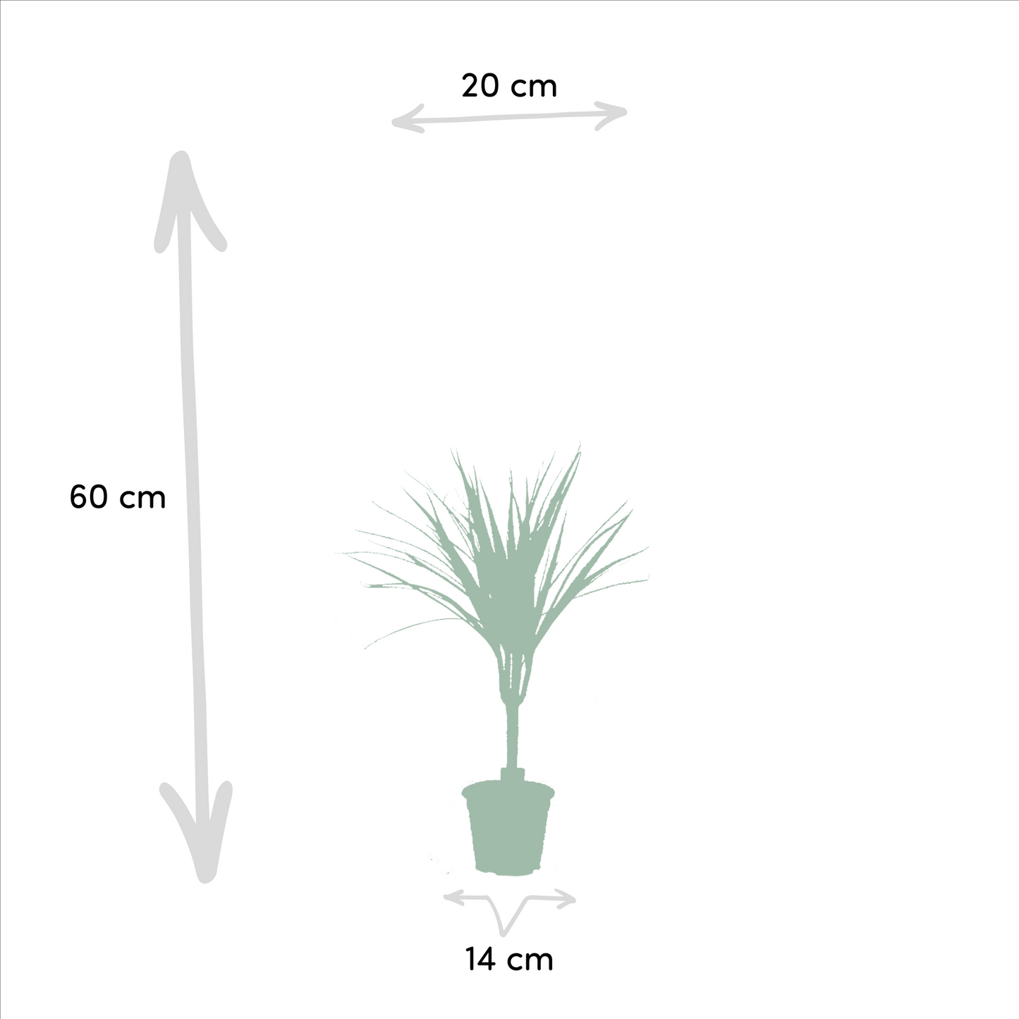 2× Dracaena – 60 cm – Ø14