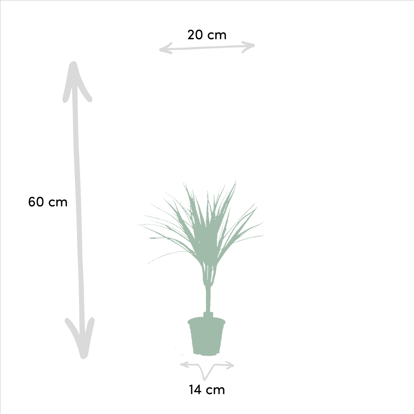 2× Dracaena – 60 cm – Ø14 - Botanic-Vibes
