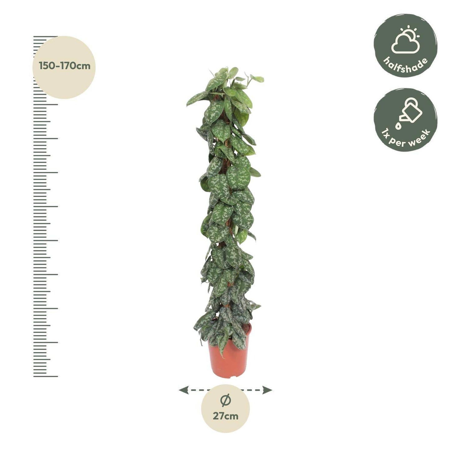 Scindapsus pictus Trebie – mit Moosstab – 160 cm – Ø30 - Botanic-Vibes