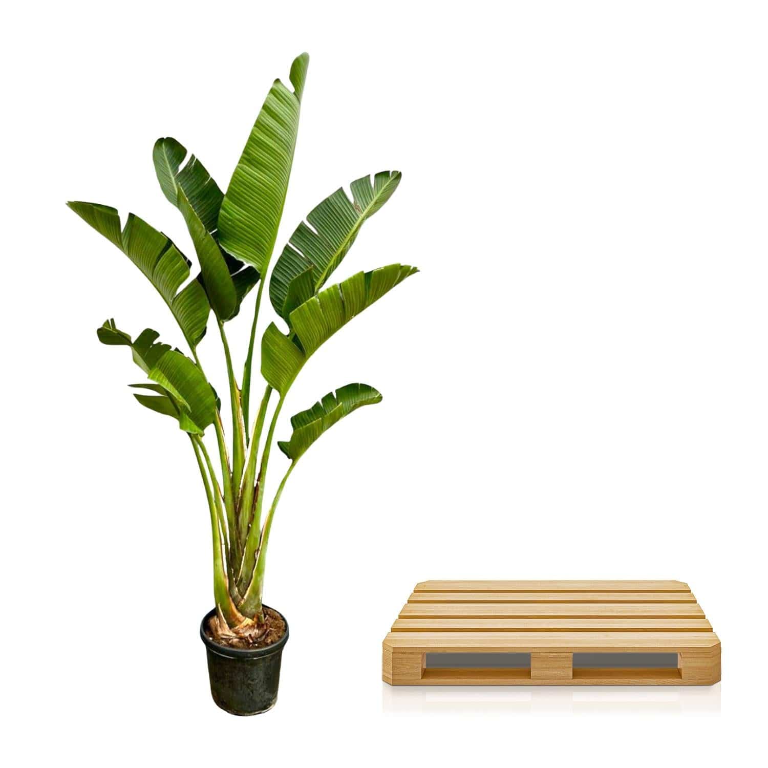Strelitzia augusta – 250cm – Ø45 - Botanic-Vibes