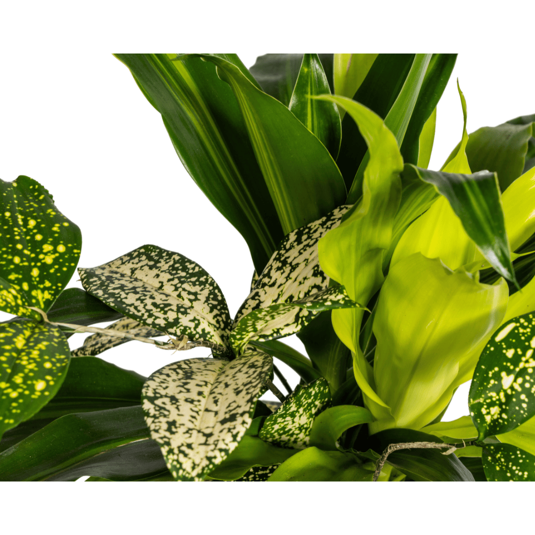Mixed Combo Ø17cm - ↕55 - 65cm - Botanic-Vibes
