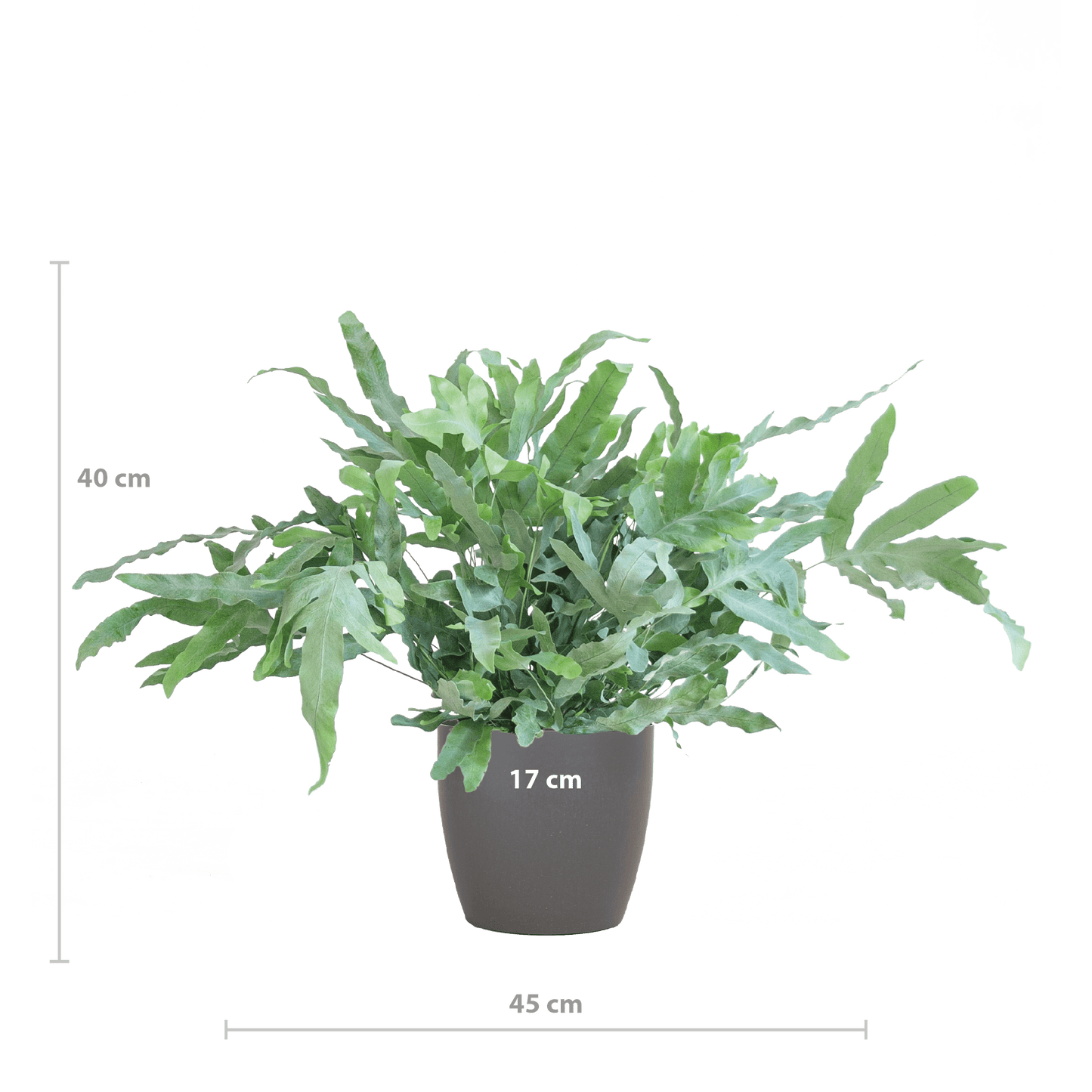 Phlebodium Aureum 'Blue Star' mit Vibergrau - 40cm - Ø17 - Botanic-Vibes