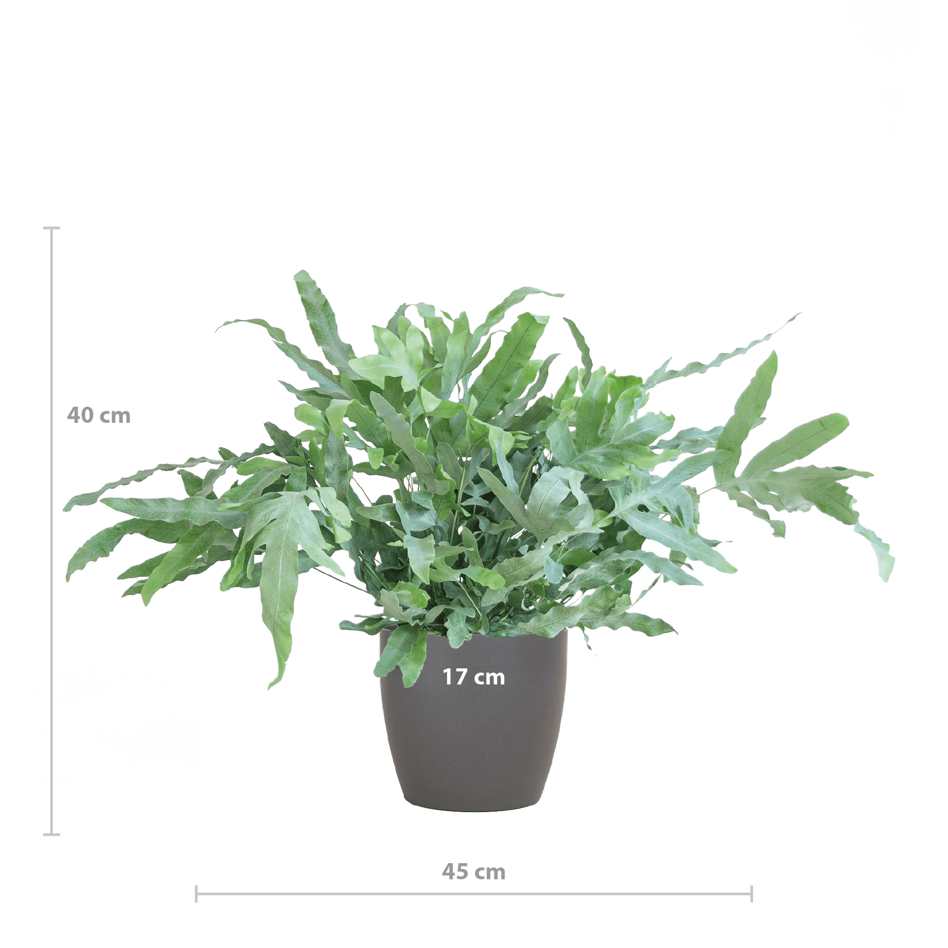 Phlebodium Aureum 'Blue Star' mit Vibergrau - 40cm - Ø17 - Botanic-Vibes