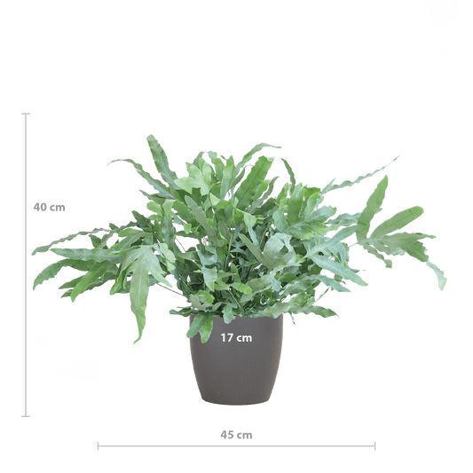 Phlebodium Aureum 'Blue Star' mit Vibergrau - 40cm - Ø17 - Botanic-Vibes