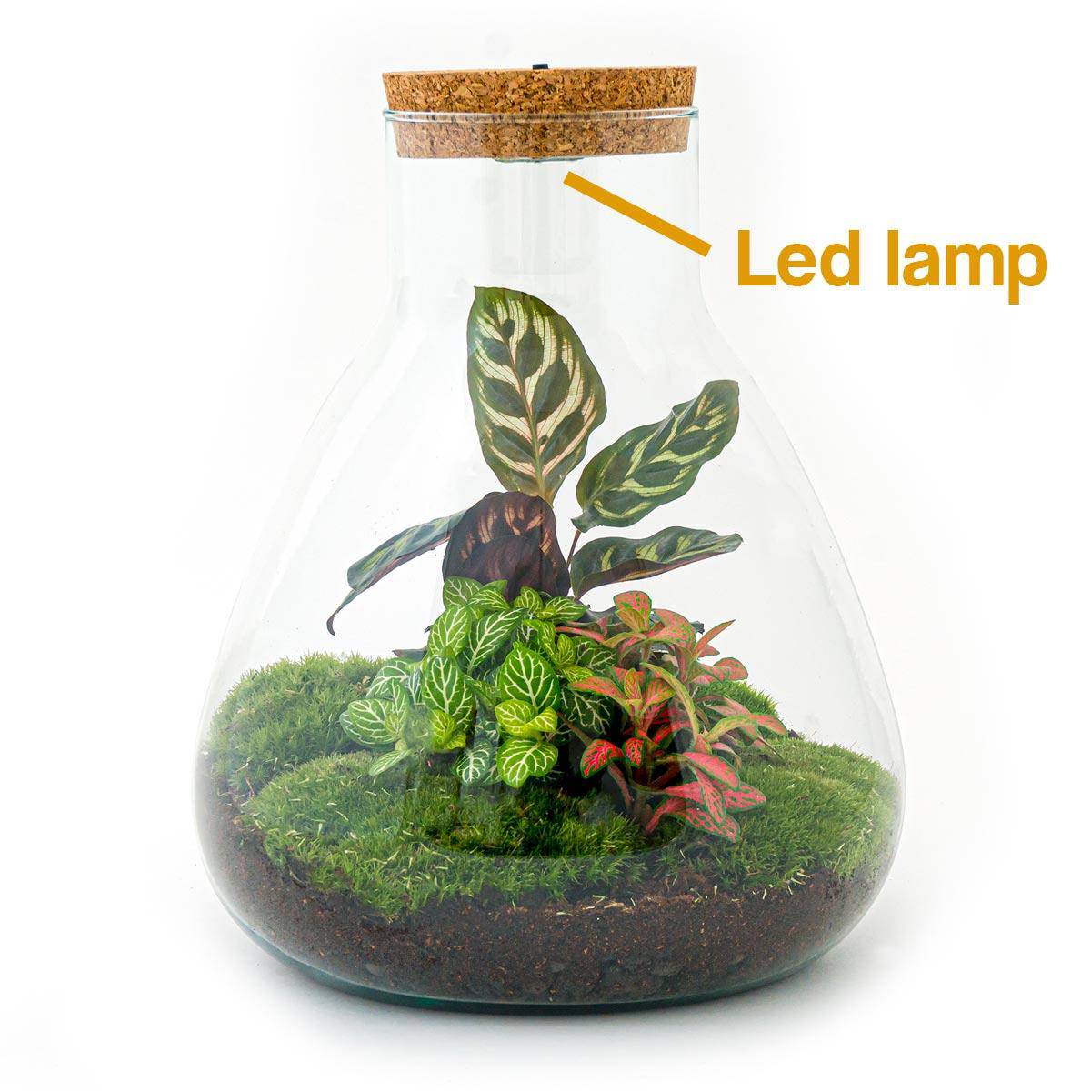 Flaschengarten – Sam Calathea mit Lampe – 30 cm – Rechen + Schaufel + Pinzette + Schere - Botanic-Vibes