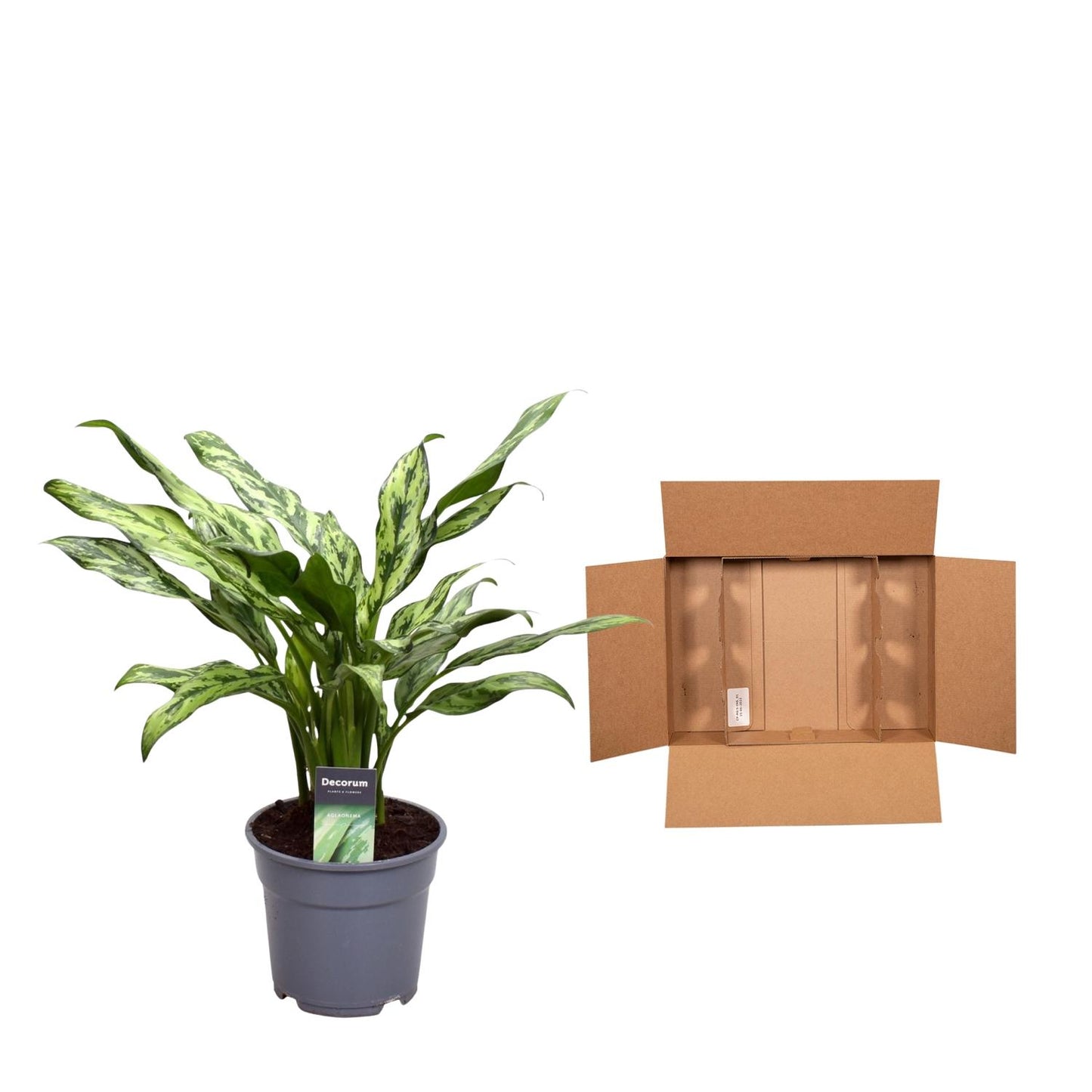 Aglaonema Juliette – 40 cm – Ø12