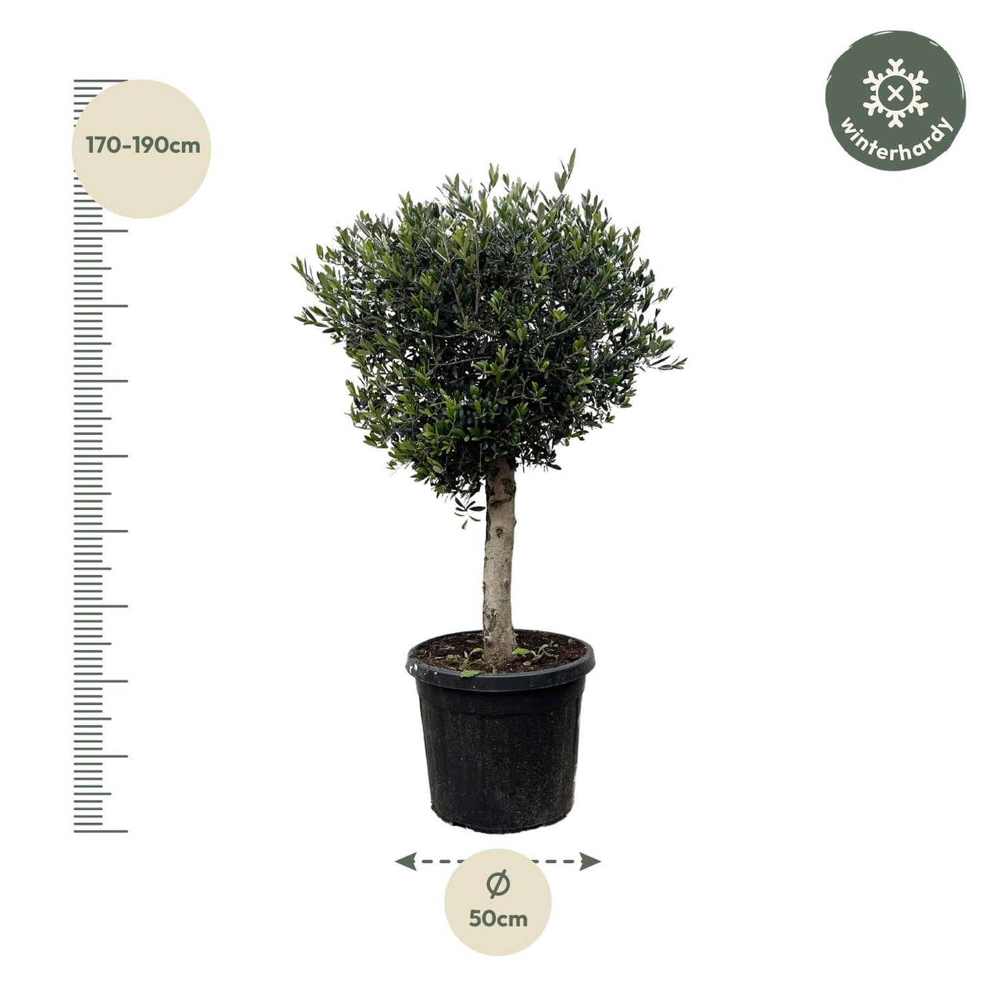Olea europaea Lorc – 180 cm – Ø50