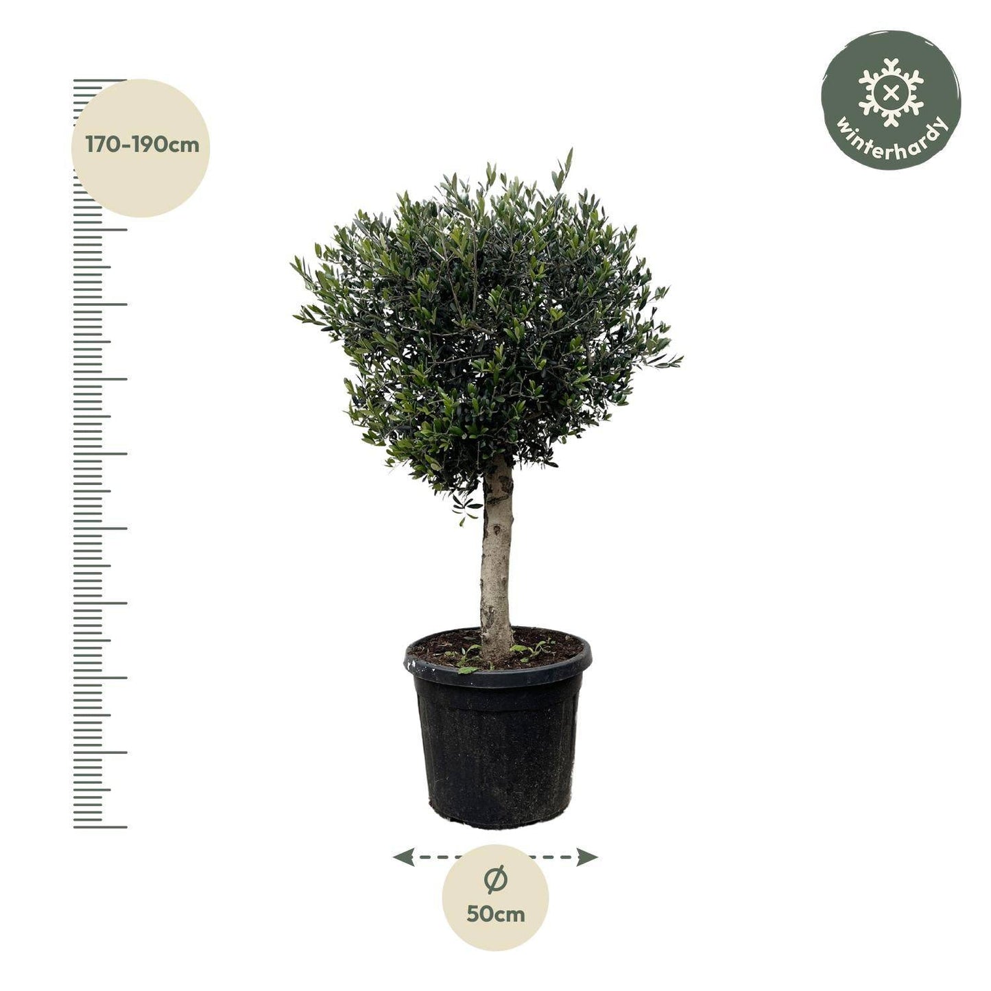 Olea europaea Lorc – 180 cm – Ø50 - Botanic-Vibes