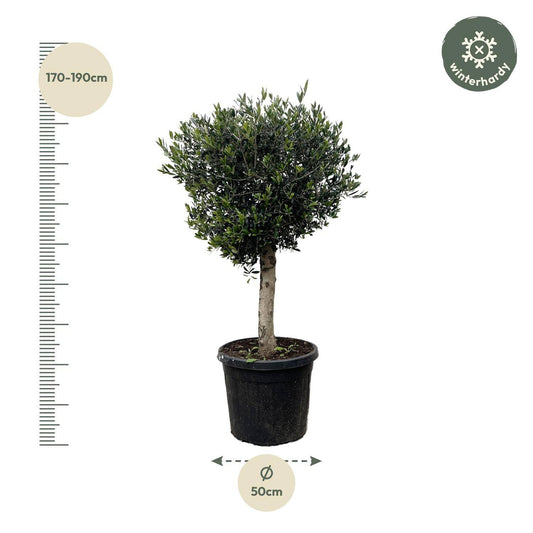 Olea europaea Lorc – 180 cm – Ø50 - Botanic-Vibes