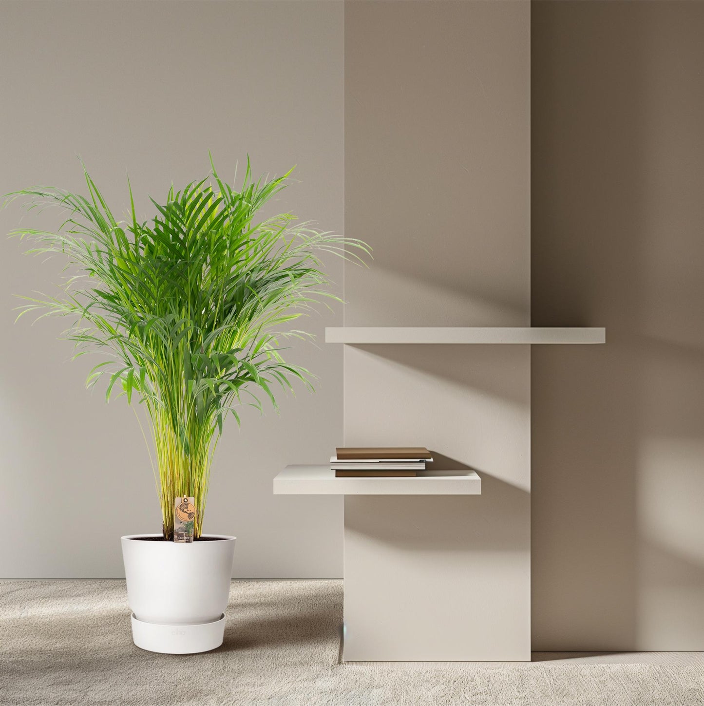 Areca-Palme – Ø21 cm – 110 cm