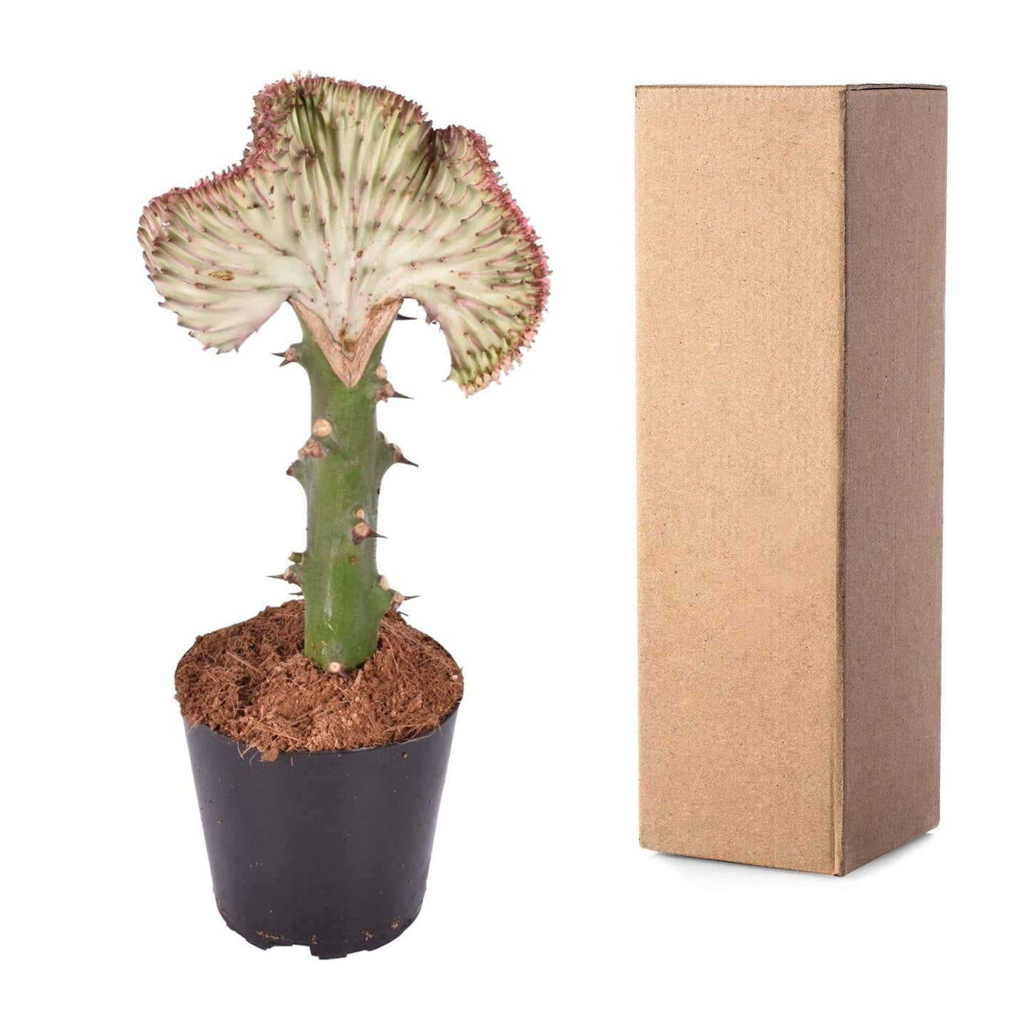 Euphorbia lactea cristata rot – 30 cm – Ø10,5 - Botanic-Vibes