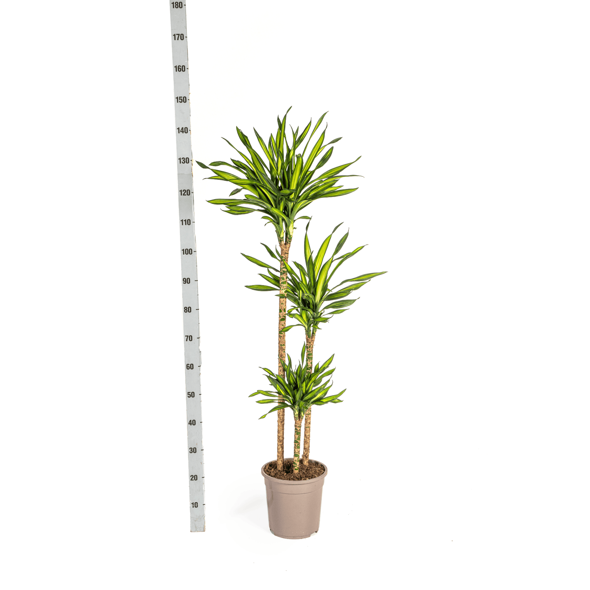 Dracaena Deremensis Rikki Ø24cm - ↕130 - 150cm - Botanic-Vibes