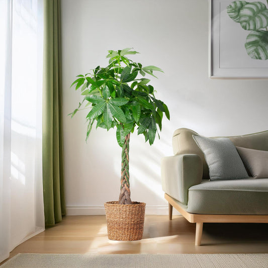 Pachira Aquatica XL mit Torun-Korb – 140 cm – Ø24 - Botanic-Vibes