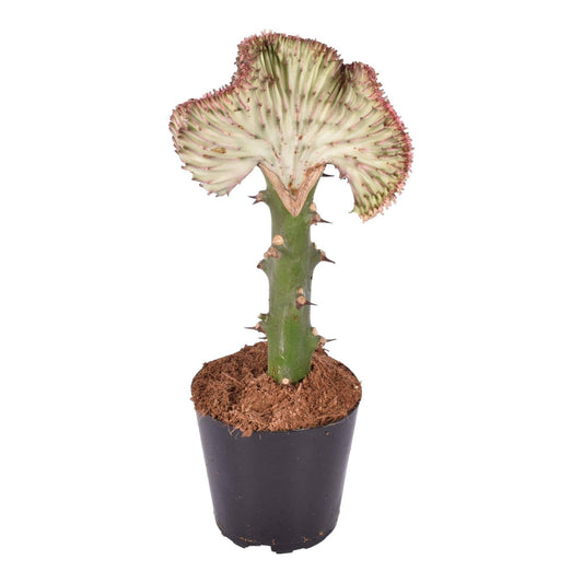 Euphorbia lactea cristata rot – 30 cm – Ø10,5 - Botanic-Vibes