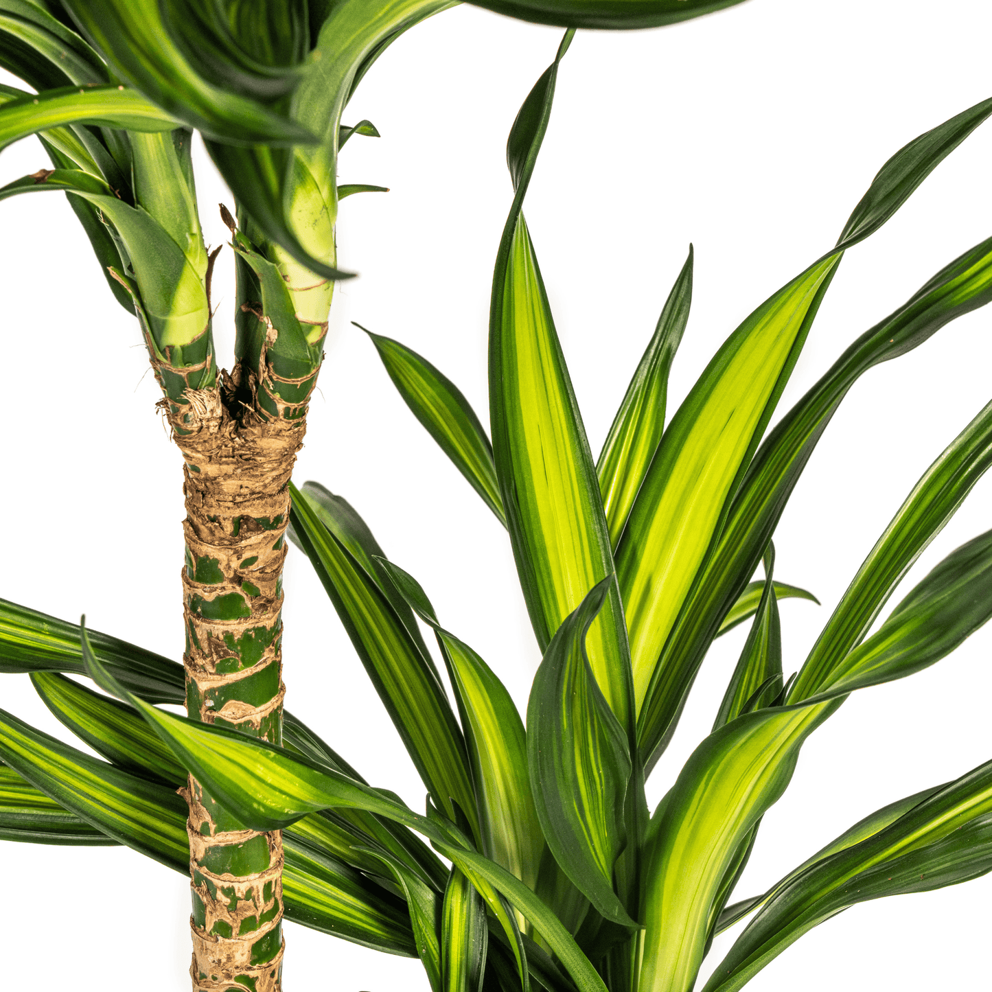 Dracaena Deremensis Rikki Ø24cm - ↕130 - 150cm - Botanic-Vibes