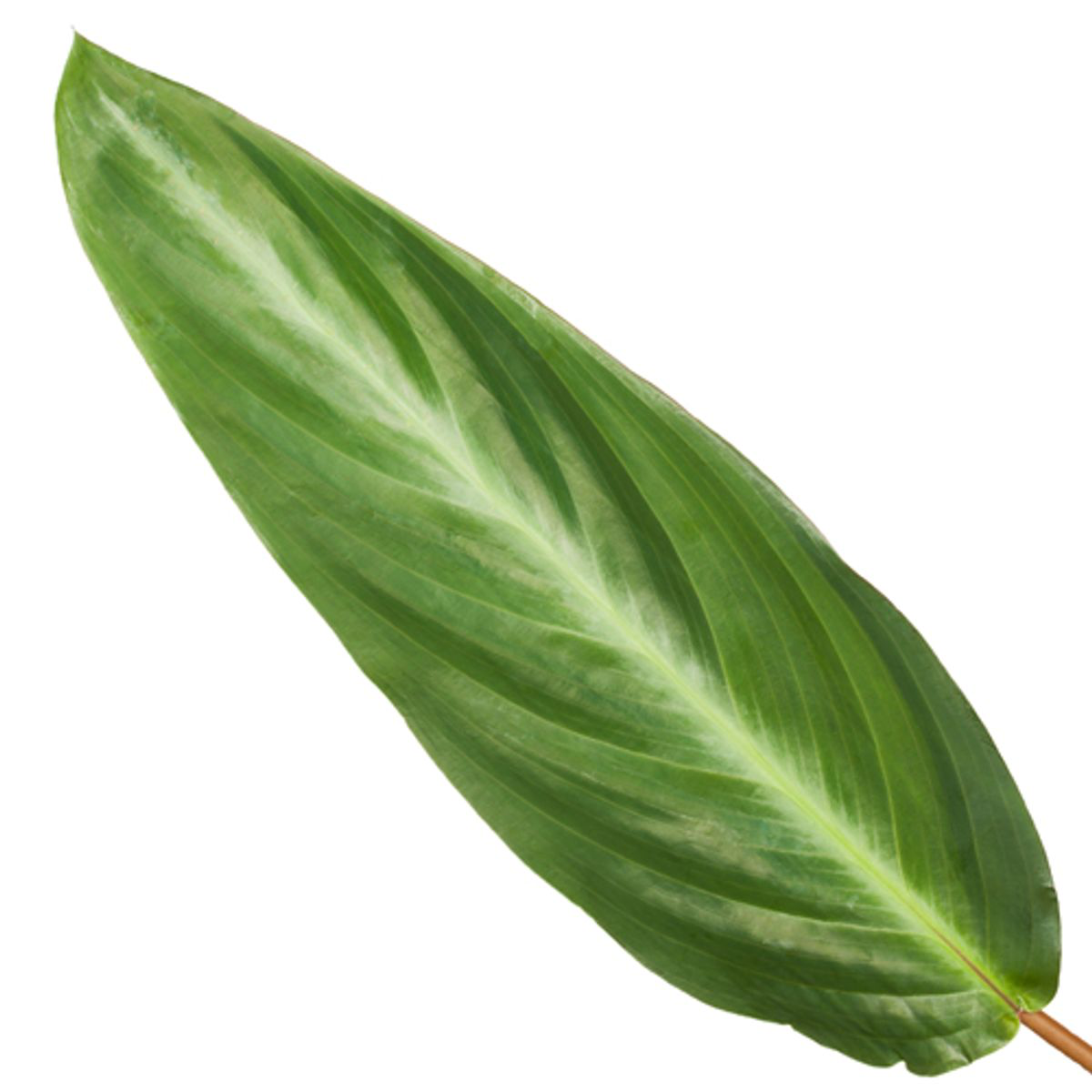 Calathea Stripestar – 40 cm – ø12