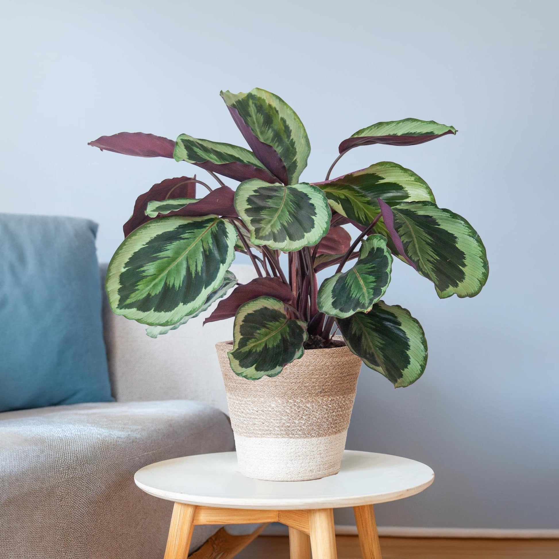 Calathea Medaillon mit weißem Lissabon-Korb - 65cm - Ø19 - Botanic-Vibes