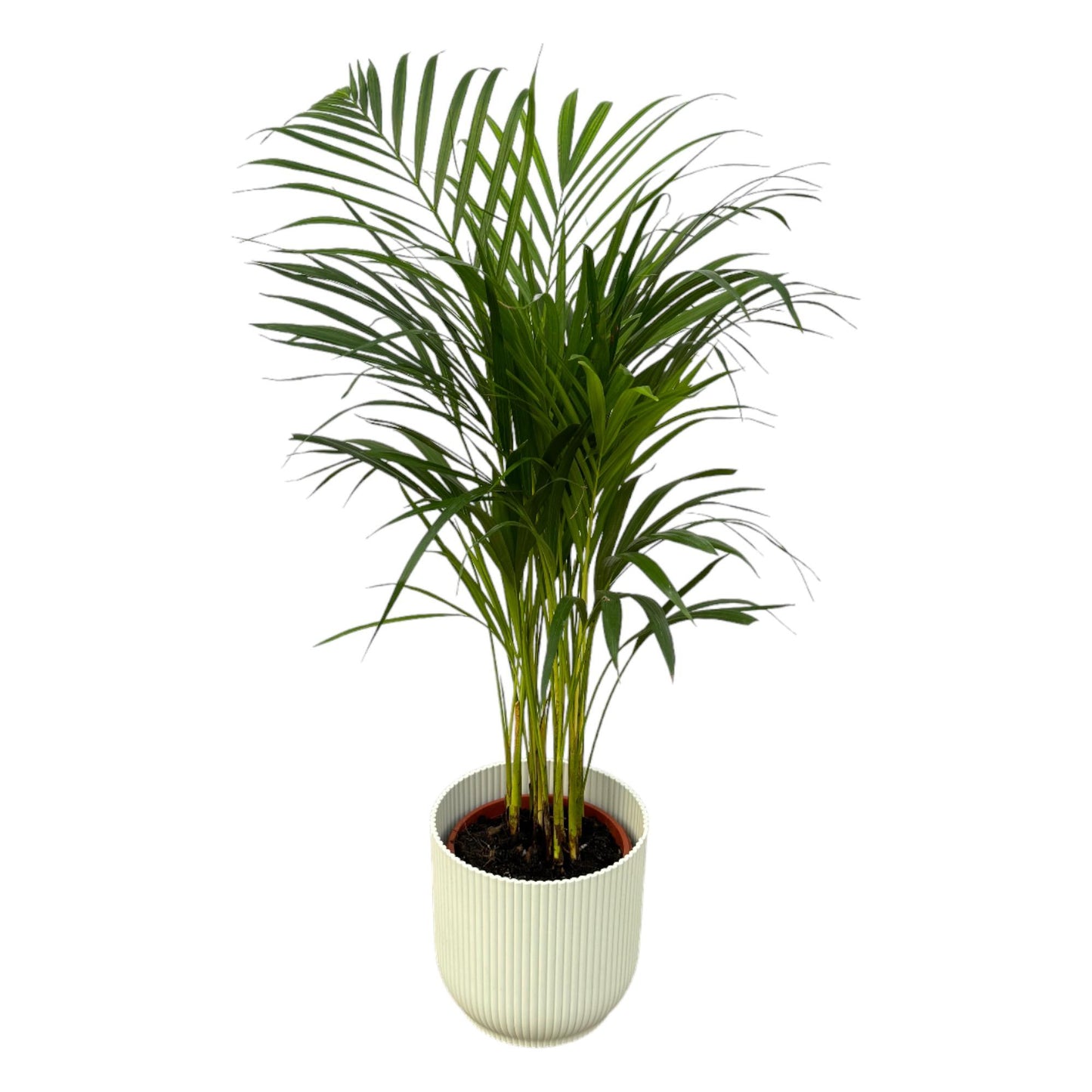 Areca-Palme – 85 cm – Ø19 inklusive elho Vibes Fold Round Weiß D22×H20