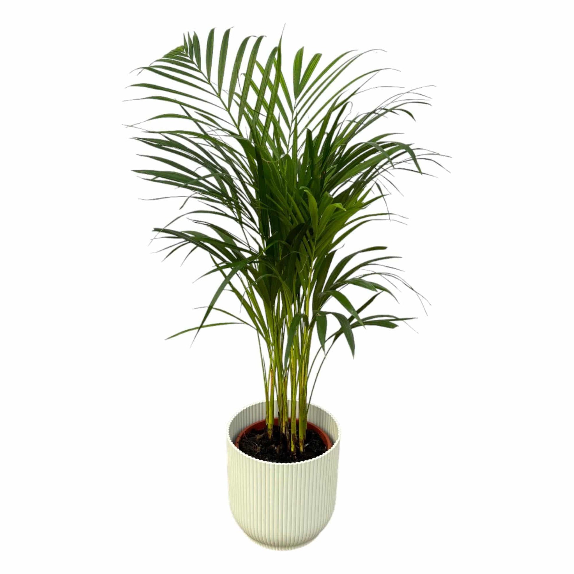 Areca-Palme – 85 cm – Ø19 inklusive elho Vibes Fold Round Weiß D22×H20 - Botanic-Vibes