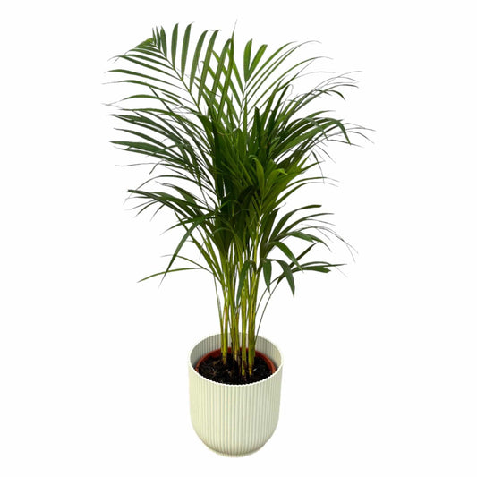 Areca-Palme – 85 cm – Ø19 inklusive elho Vibes Fold Round Weiß D22×H20 - Botanic-Vibes