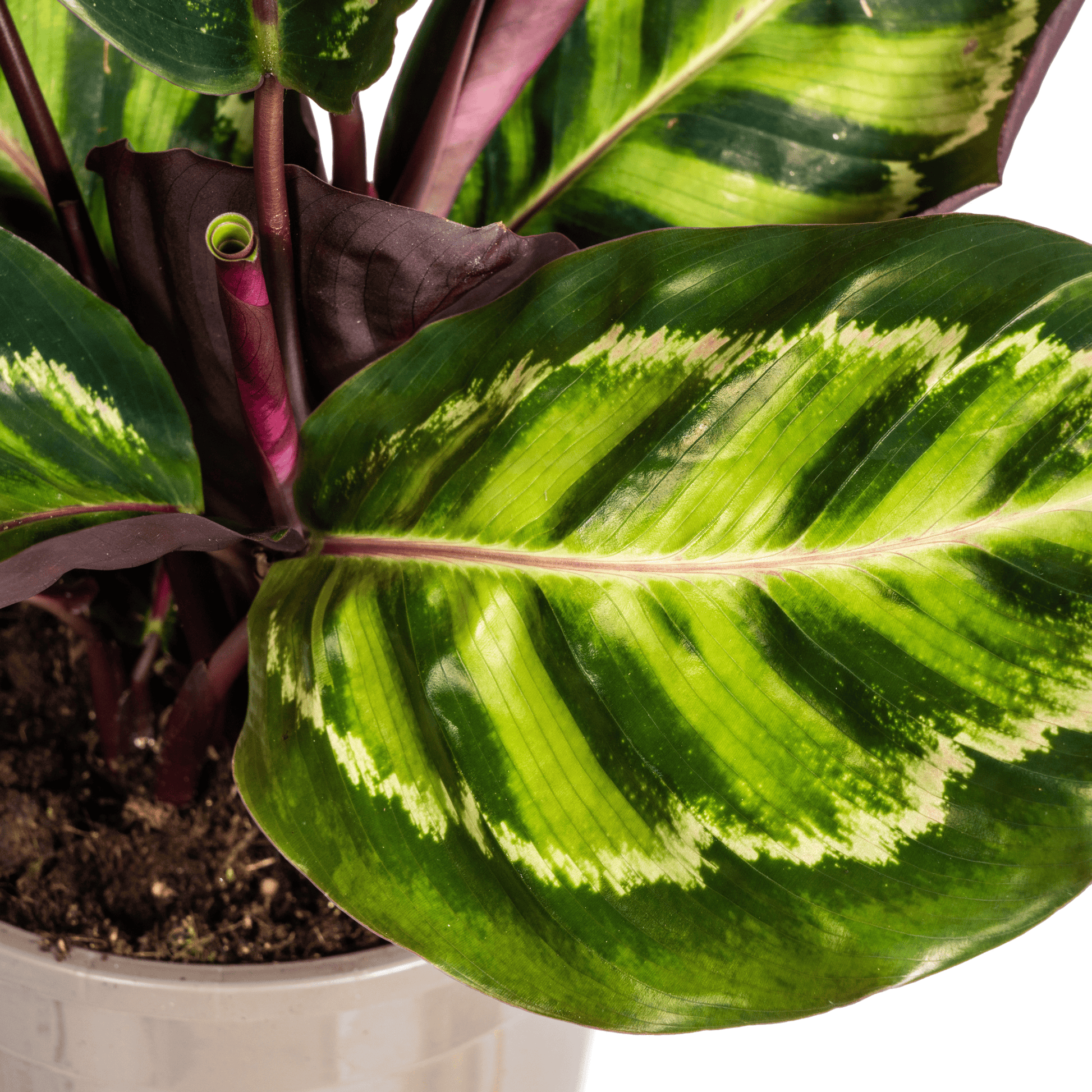 Calathea Roseopicta Ø17cm - ↕40 - 50cm - Botanic-Vibes