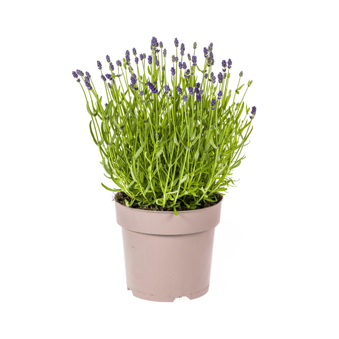 Lavandula angustifolia Ø19cm - ↕40 - 50cm - Botanic-Vibes