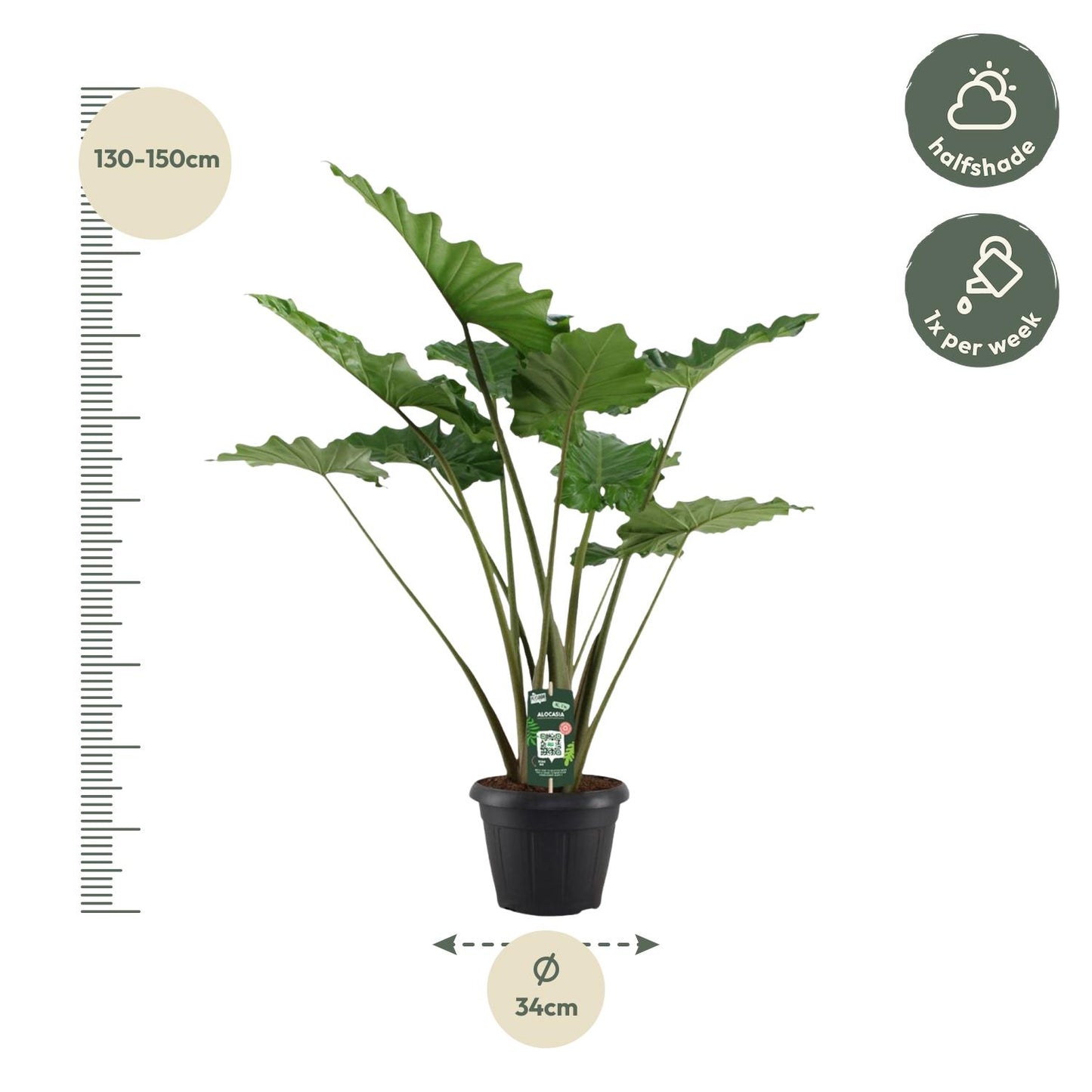 Alocasia Portodora – 140 cm – Ø34