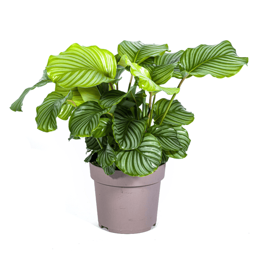 Calathea Orbifolia Ø27cm - ↕70 - 90cm - Botanic-Vibes