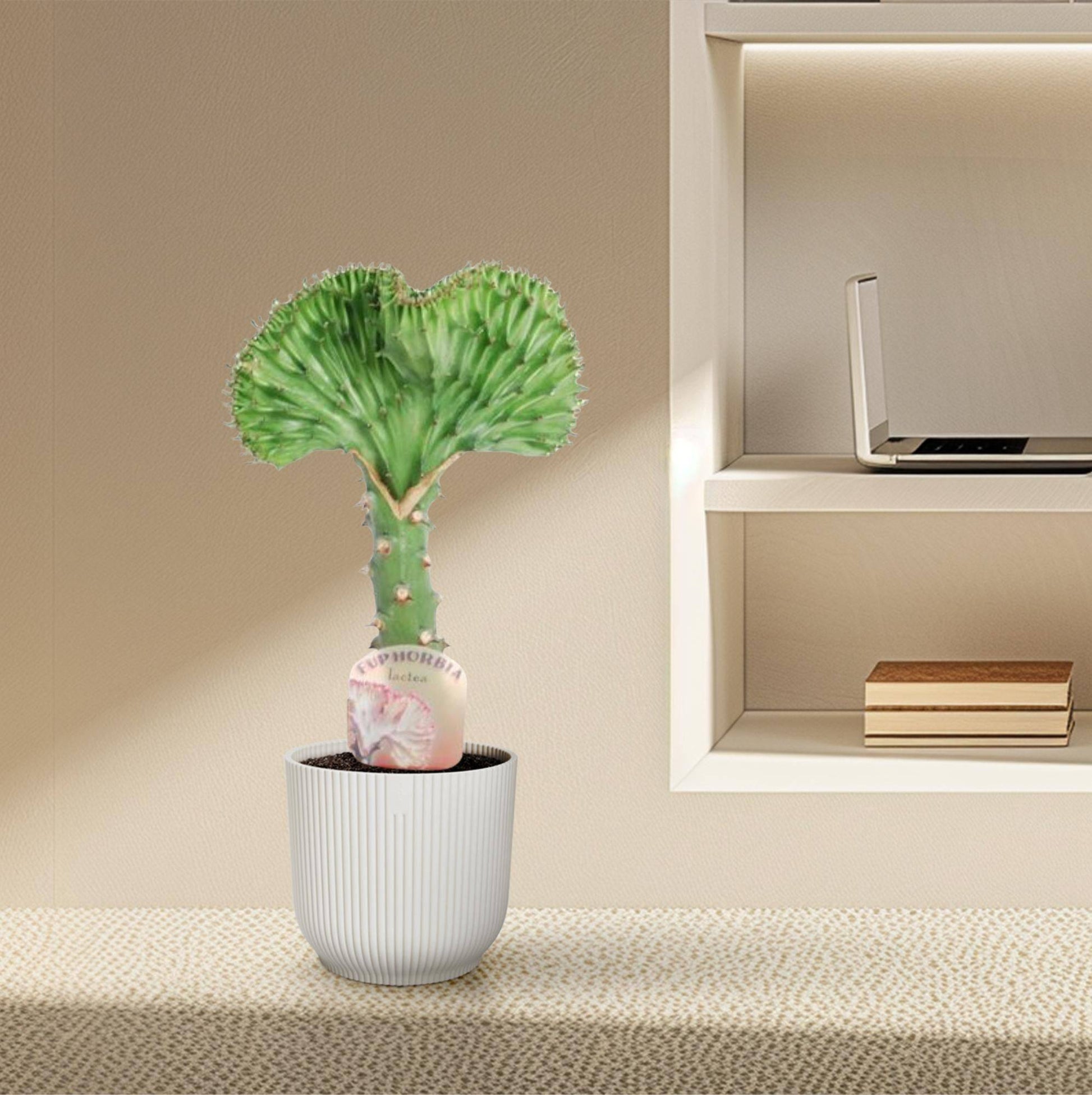 Euphorbia lactea cristata grün – 30 cm – Ø10,5 - Botanic-Vibes