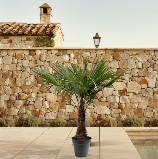 Trachycarpus fortuneii – 220–240cm – Ø45 - Botanic-Vibes