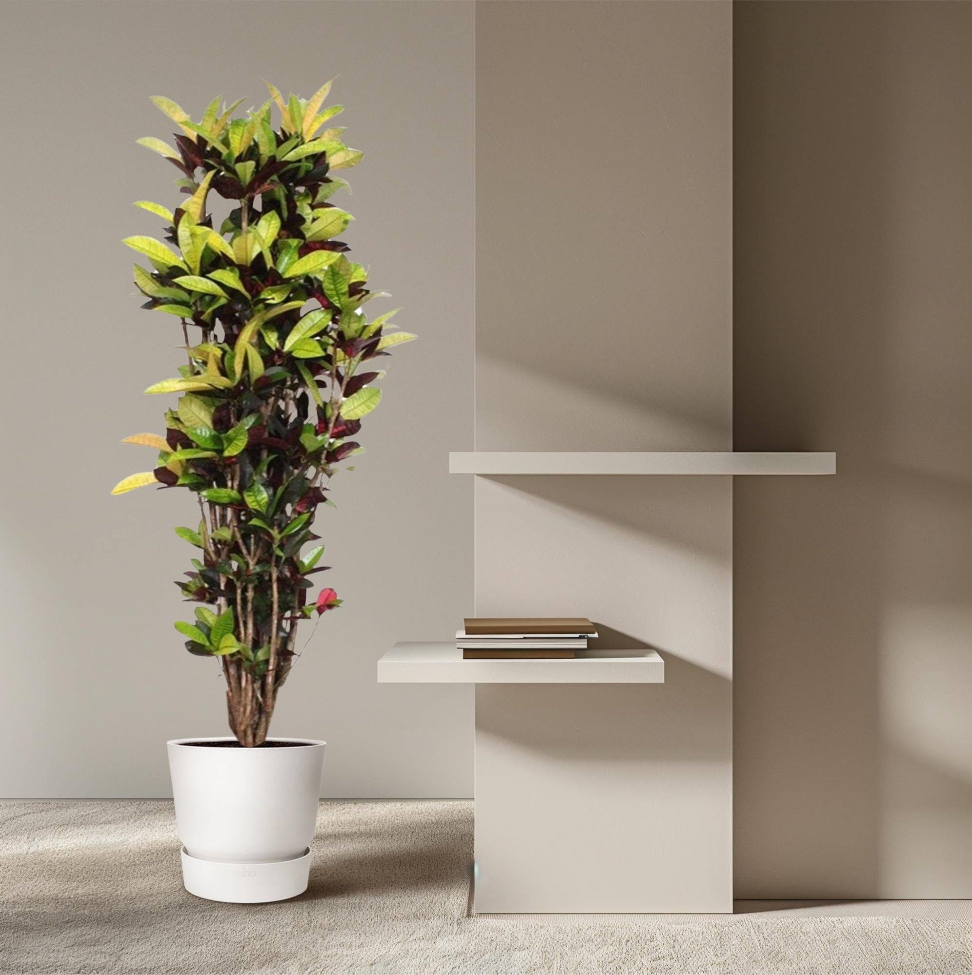 Codiaeum Iceton (Croton Iceton) – 190 cm – Ø45 - Botanic-Vibes