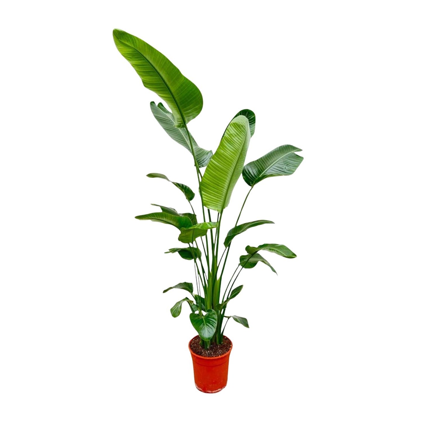 Strelitzia nicolai – 180–200 cm – Ø24–27