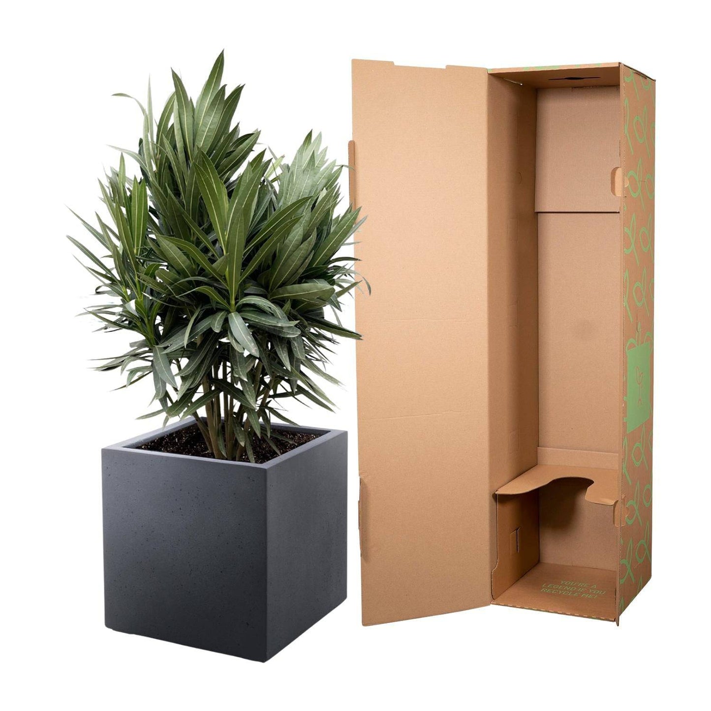 Nerium oleander Strauch mit roter Blüte – 70 cm – Ø19 - Botanic-Vibes