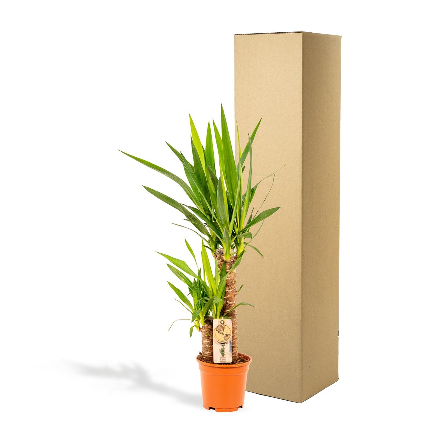 Yucca – Ø17cm – 90cm