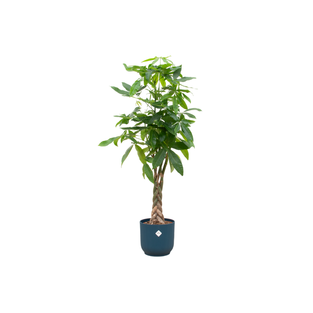 Combi deal - Pachira aquatica inklusive elho Vibes Fold Round Blau Ø30 – 140 cm