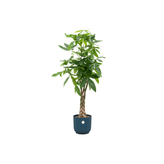Combi deal - Pachira aquatica inklusive elho Vibes Fold Round Blau Ø30 – 140 cm - Botanic-Vibes