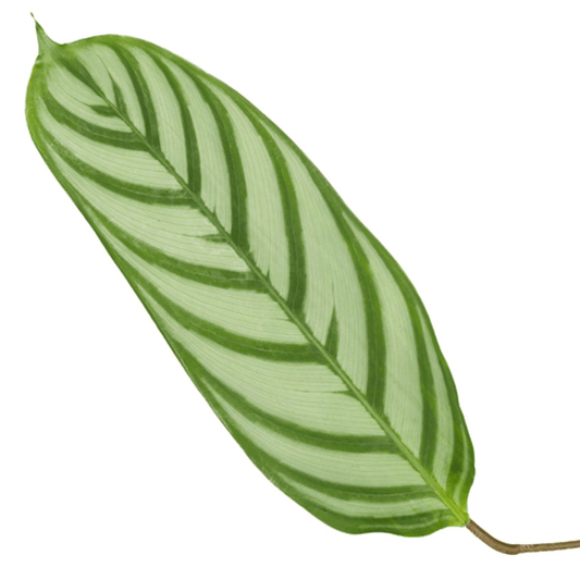 Calathea Compactstar – 90 cm – ø21 - Botanic-Vibes