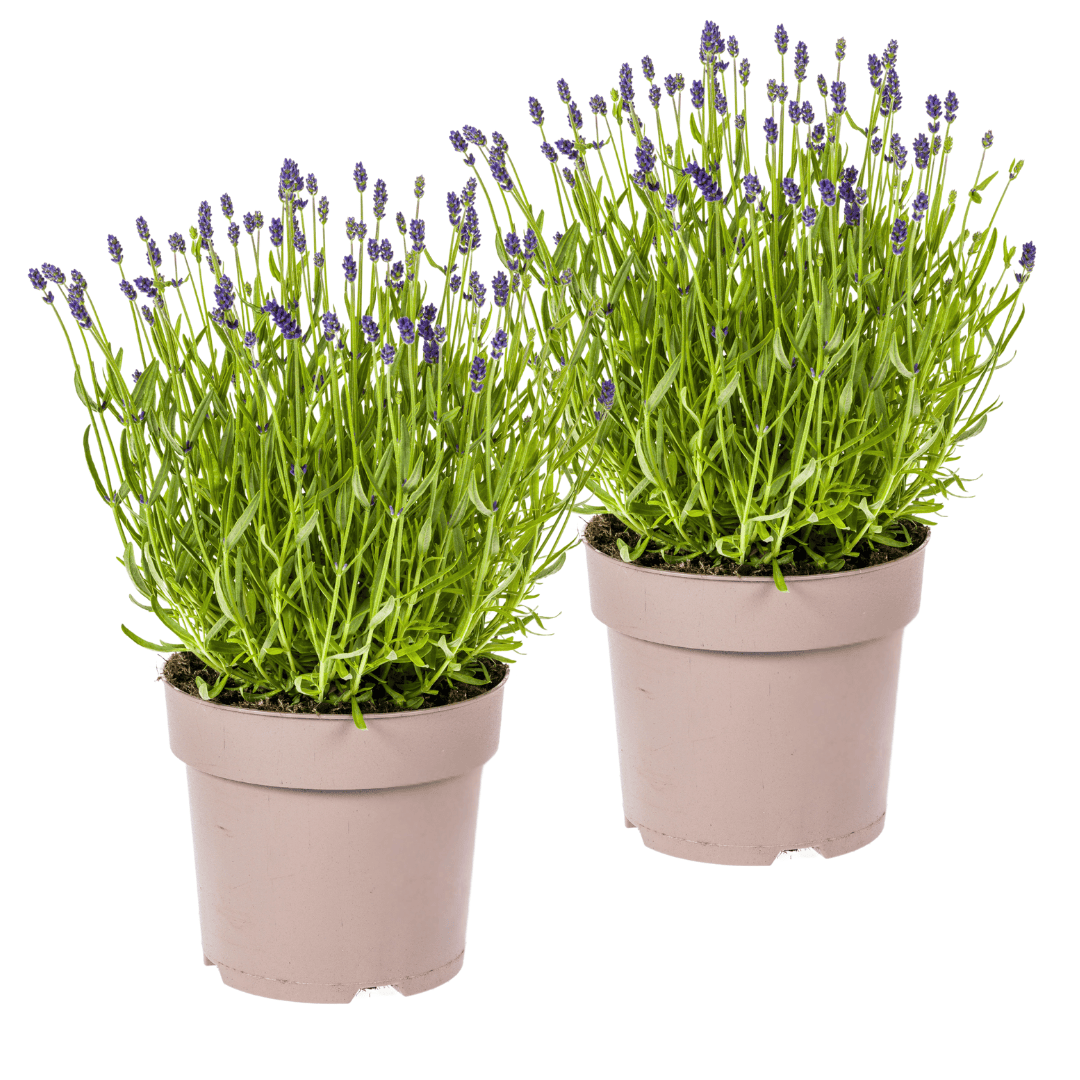 2x Lavandula angustifolia Ø19cm - ↕40 - 50cm - Botanic-Vibes