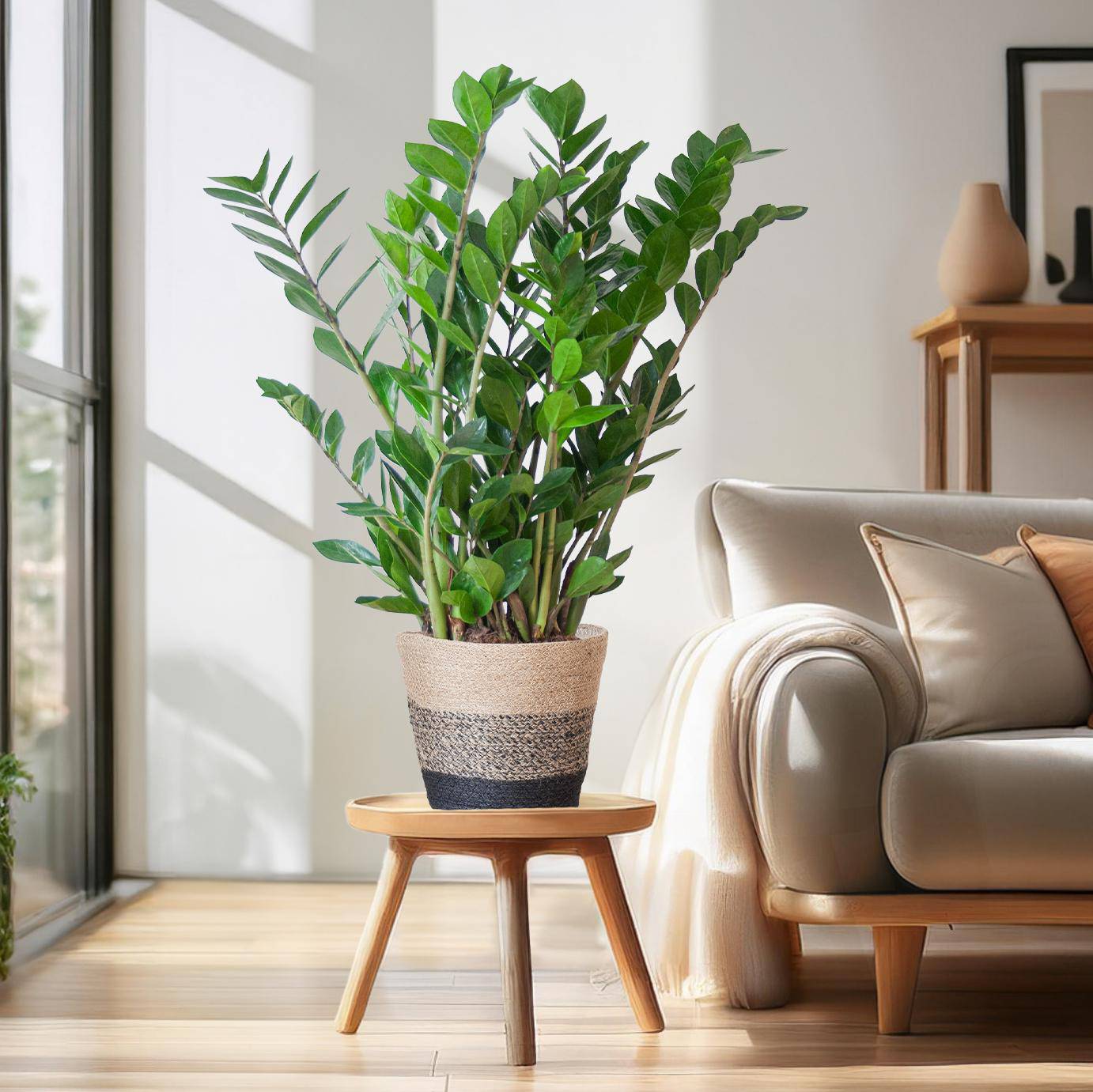 Zamioculcas Zamiifolia mit Pflanzkorb Lissabon Schwarz - 80cm - Ø21 - Botanic-Vibes