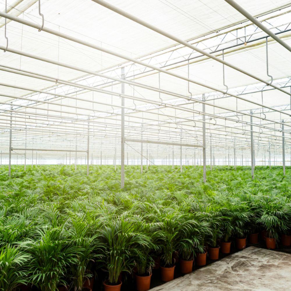 Areca-Palme mit Topf – 110 cm – Ø21