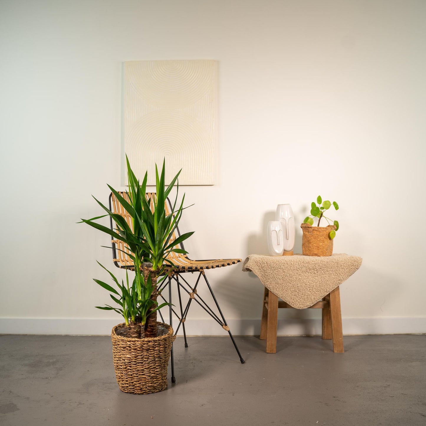 Yucca – Ø17cm – 90cm