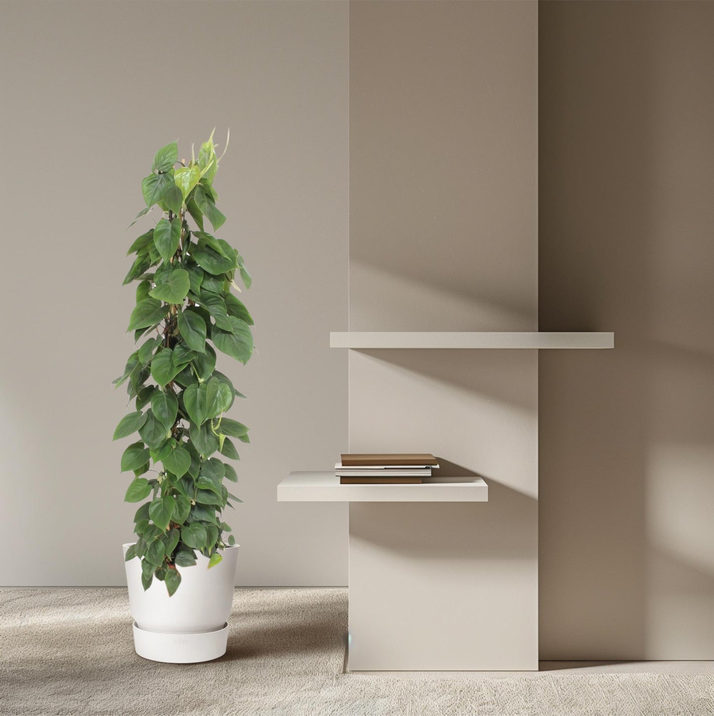 Philodendron scandens – mit Gitter – 150 cm – Ø27