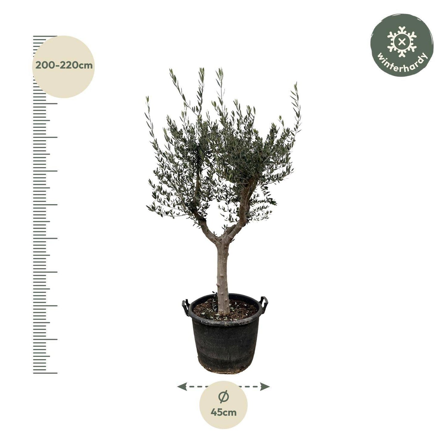 Olea europaea Cultivo – 220 cm – Ø40 - Botanic-Vibes