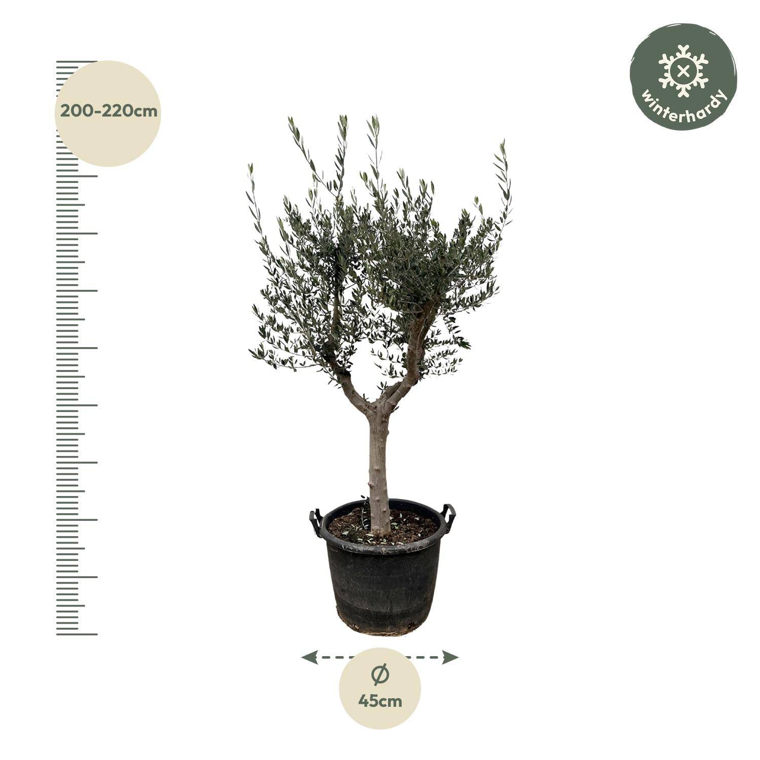 Olea europaea Cultivo – 220 cm – Ø40 - Botanic-Vibes