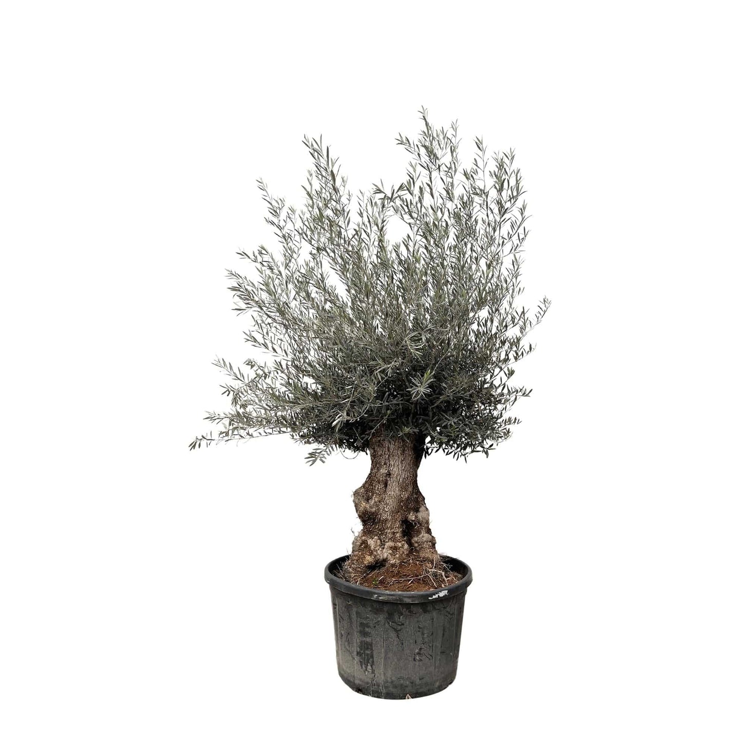 Olea europaea Bonsai – 270 cm – Ø80 - Botanic-Vibes
