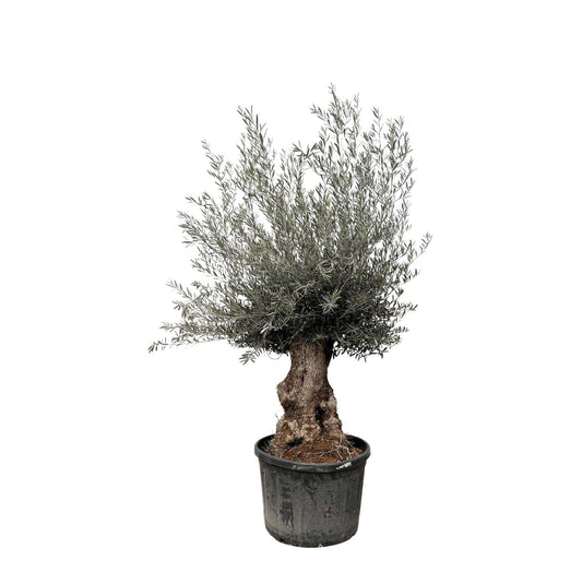Olea europaea Bonsai – 270 cm – Ø80 - Botanic-Vibes