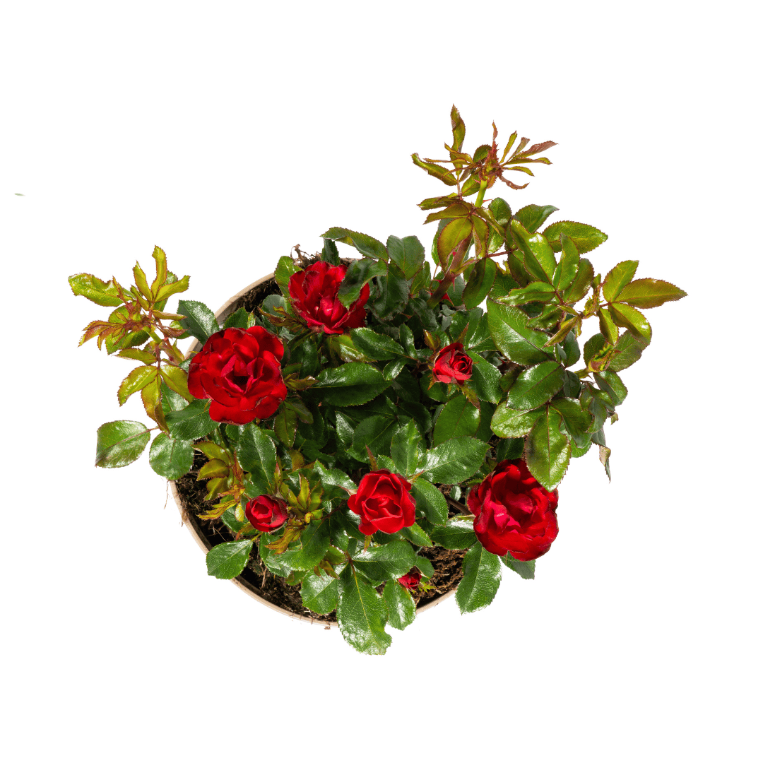 Rosa Zepeti Ø19cm - ↕35 - 40cm - Botanic-Vibes