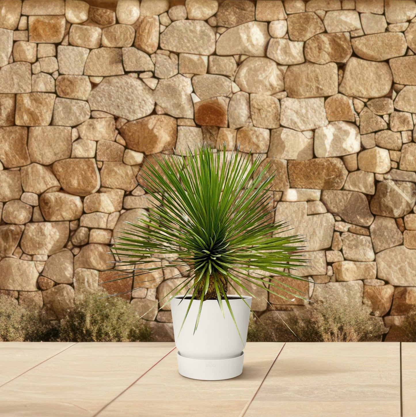 Yucca Rostrata op stam – 70 cm – Ø27